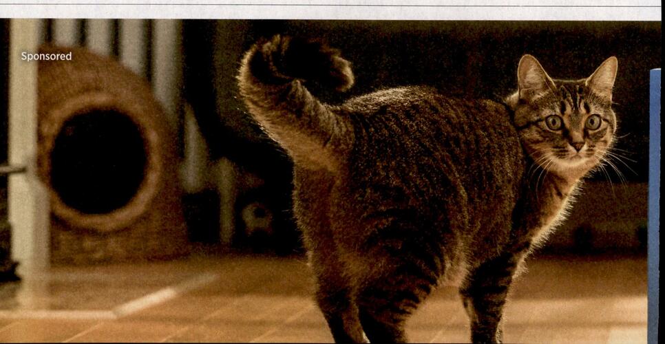 FreshStep campaigns first seen Feb 2026.