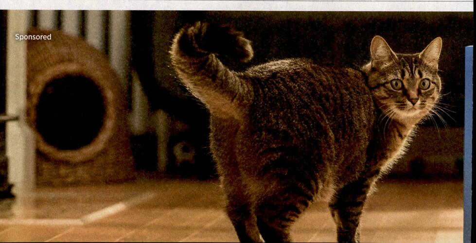 FreshStep campaigns first seen Feb 2026.