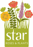 Star Roses & Plants